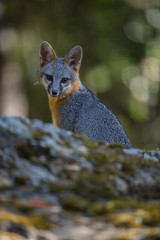 gray fox (Urocyon cinereoargenteus)