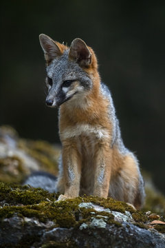 gray fox (Urocyon cinereoargenteus)
