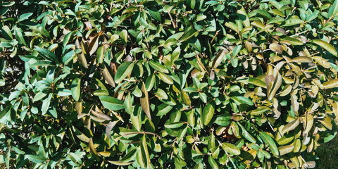 background of green leaves