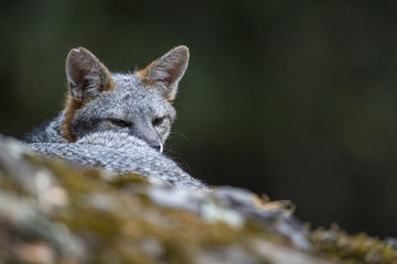 gray fox (Urocyon cinereoargenteus)