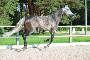 Running  grey sportive horse in manage