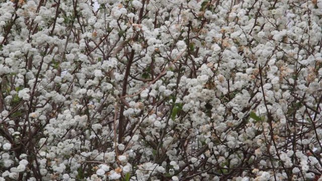 romantic background of white florets swaying in the wind in spring time