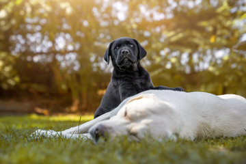 portrait of young cute labrador retriever puppy outdoors with adult dog
