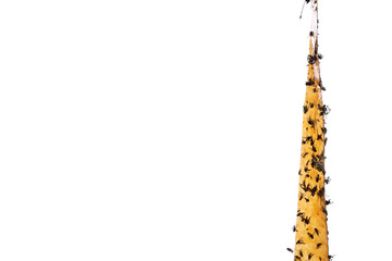 Sticky flypaper with glued flies, trap for flies or fly-killing device, on white background. Also known as fly ribbon or fly strip