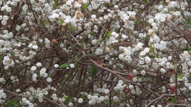 romantic background of white florets swaying in the wind in spring time