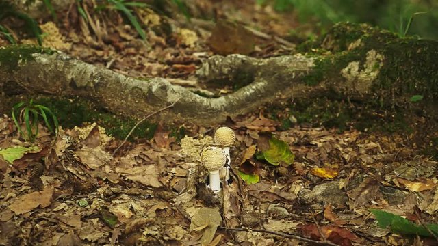 Fly agaric mushroom with a white hat in white spots. 4k, close-up