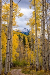 Aspen trees framing a mountain in Colorado