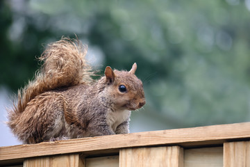 grey squirrel on wooden fence