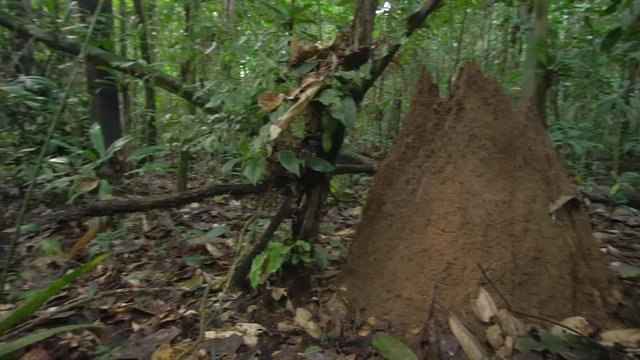Giant Termite (Macrotermes sp.) mound on the rainforest floor near the Rio Shiripuno in the Ecuadorian Amazon. Macrotermes cultivate a fungus within their nest on which they feed.