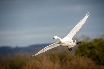 Beswick's swan coming into land