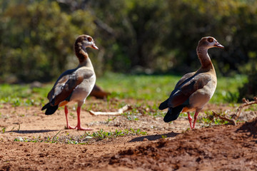 Ducks standing in the sand
