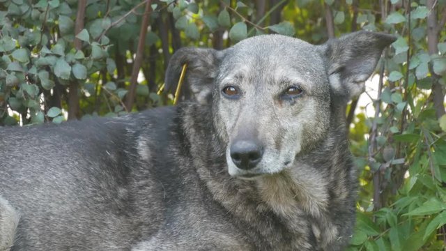 Frightened lonely homeless gray dog lies on the grass in a city park