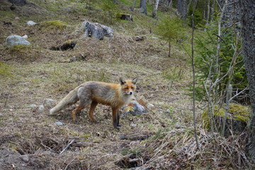 fox in forest