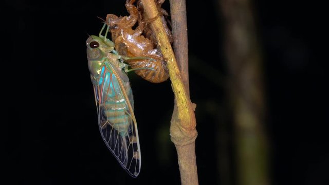 An adult cicada has just emerged from its larval skin and is waiting for the wings to expand and dry. In the rainforest at night, Ecuador.