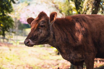 Fototapeta premium cow in field