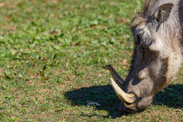 Close up of a warthog with straight tusks