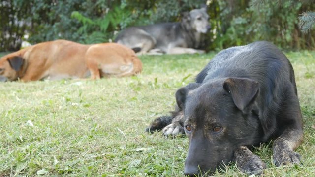 Flock of three different stray dogs lies on the grass in the park