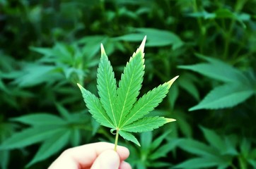 Cannabis leaf in between finger with ganja plant green blur background. Cannabis, medical marijuana, legalization or ganja industry topics.