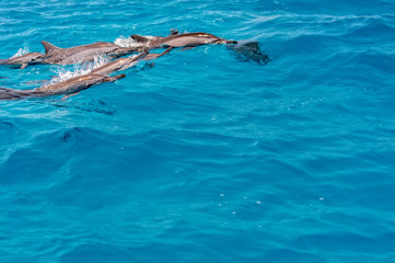 Obraz premium Dolphins.