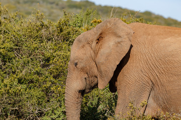 Elephant walking with his eyes closed