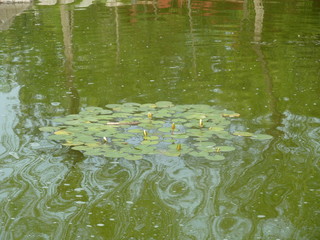 lily pads in water