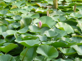 lily pads in water