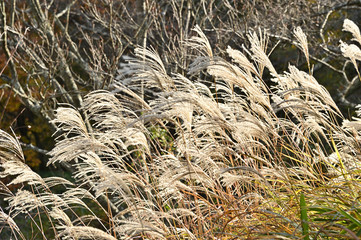 Fototapeta premium すすき