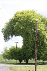 tree eating telephone wire