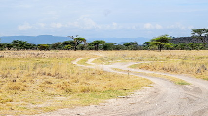 Fototapeta na wymiar A ddirt road in Samburu National Reserve, Samburu, Kenya