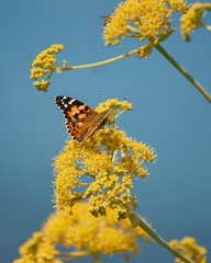 butterfly on yellow flower, Mount Ole Sekut, Kenya