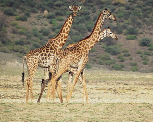 Naklejka na ściany i meble Giraffe in Shompole Conservancy, Kenya, Africa