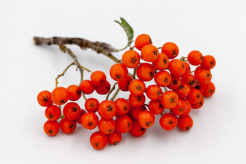 Shrub of red berries