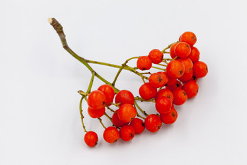 Shrub of red berries