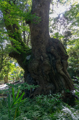 来宮神社の神木