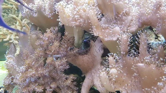 Aquarium Corallen 