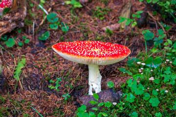 The best time for mushrooms is the fall september timeframe