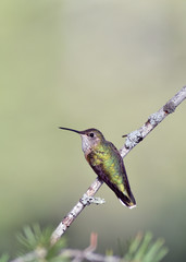 Broad-Tailed Hummingbird
