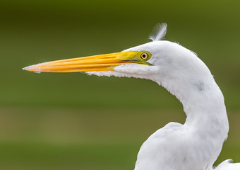 Portrait of a Great Egret