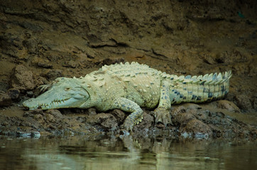 Albino Crocodile