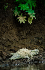 Albino Crocodile on River Bank