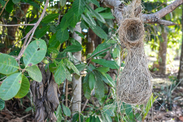 Image from Manaus - AM in Brazil