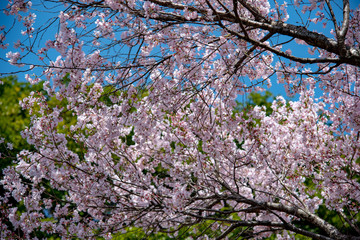 Cherry blossoms around Chidorigafuchi, Tokyo, Japan.