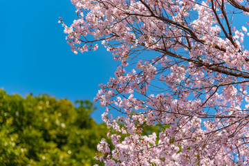 Cherry blossoms around Chidorigafuchi, Tokyo, Japan.