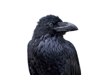 Portrait of common raven (Corvus corax) on a white background - 223936147