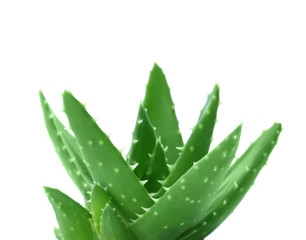 Fototapeta na wymiar Aloe vera with green leaves on white background