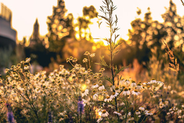 Obraz premium beautiful gentle warm summer floral sunset