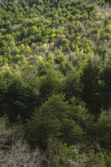 The beginning of Spring in LAs Trancas, a worldwide Biosphere Reserve and one of the best ski resorts in Latin America