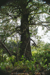 The beginning of Spring in LAs Trancas, a worldwide Biosphere Reserve and one of the best ski resorts in Latin America