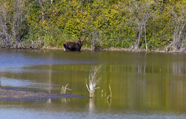 Prairie Moose Saskatchewan