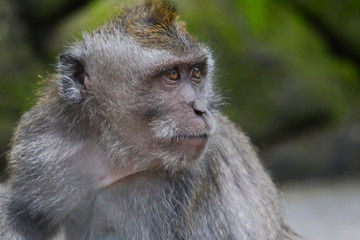 Naklejka na ściany i meble Long-tailed Macaque